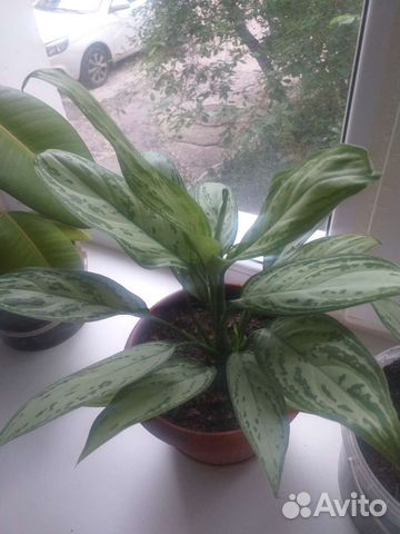 Дифенбафия и Аглоанема