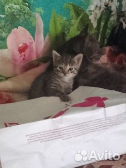 Кошка в дар