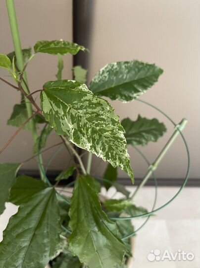 Гибискус китайская роза в кашпо