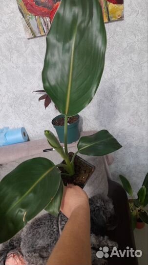 Цикас, кардолина,сирелиция регина