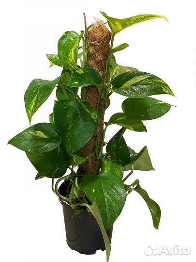 Эпипремнум Пиннатум Моссток 60/15