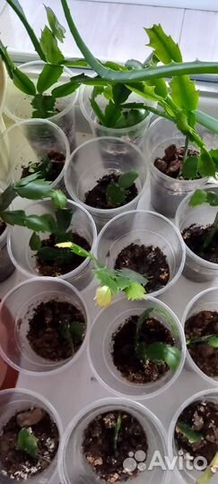 Комнатные растения