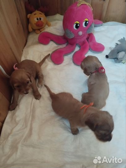 Щенки спаниеля