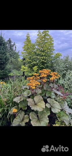 Бузульники