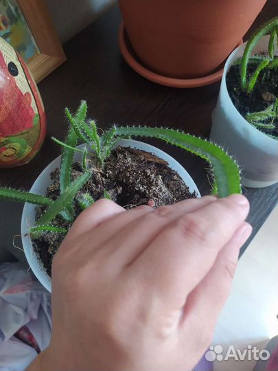 Кактус Питахайя