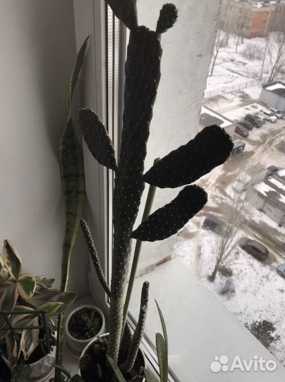 Кактус детки