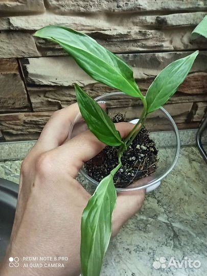 Спатифиллум Дели индонезия