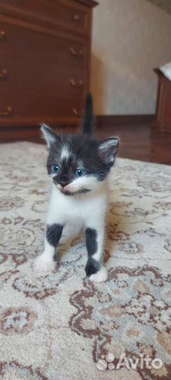 Британский котик