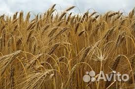 Ячмень яровой