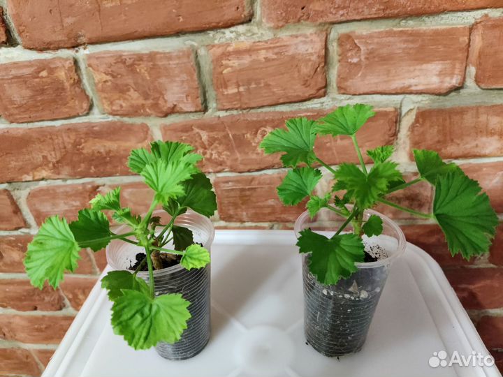 Королевская пеларгония Chocolate, ук. черенки