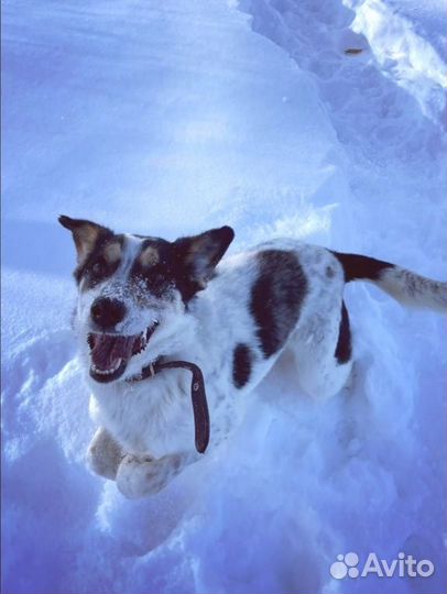 Очень умная собака Бэлла ищет дом. Стерилизована