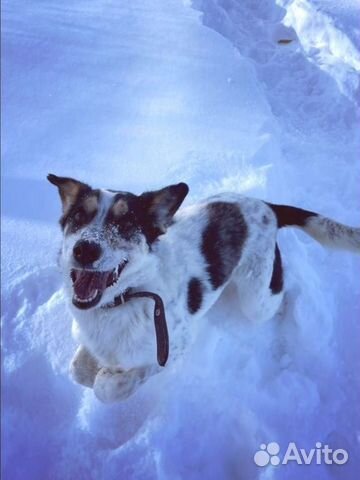 Очень умная собака Бэлла ищет дом. Стерилизована