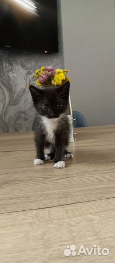 Котенок девочка 1,5 мес