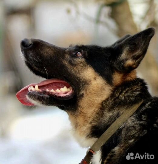 Немка Зара в дар