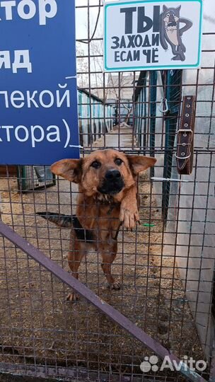 Собаки из приюта некрасовка