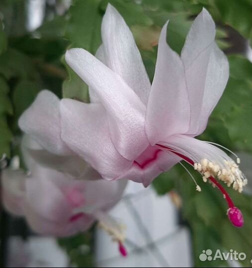 Декабрист шлюмбергера