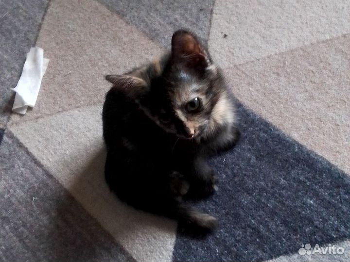 Котята в добрые руки бесплатно