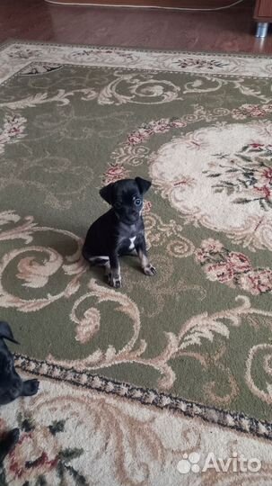 Той-терьер щенки