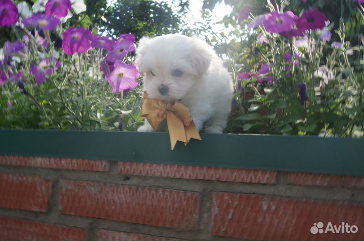 Белые мишки Мальтизе