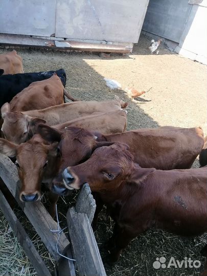 Телята бычки