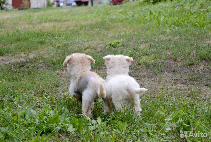 Малыши китайчики