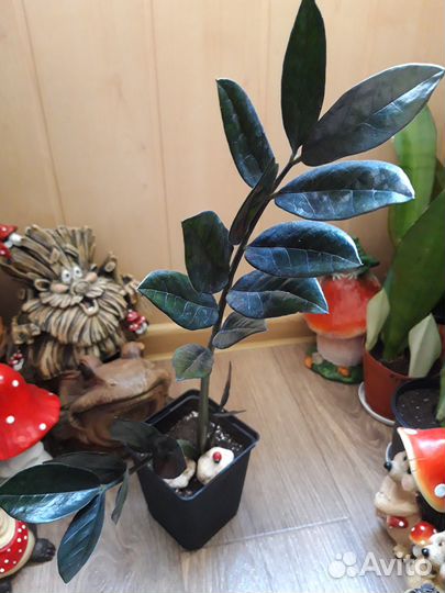 Замиокулькас Raven black (Долларовое дерево )