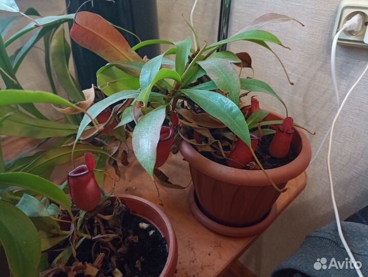 Непентес Кровавая Мэри/Nepenthes Bloody Mary