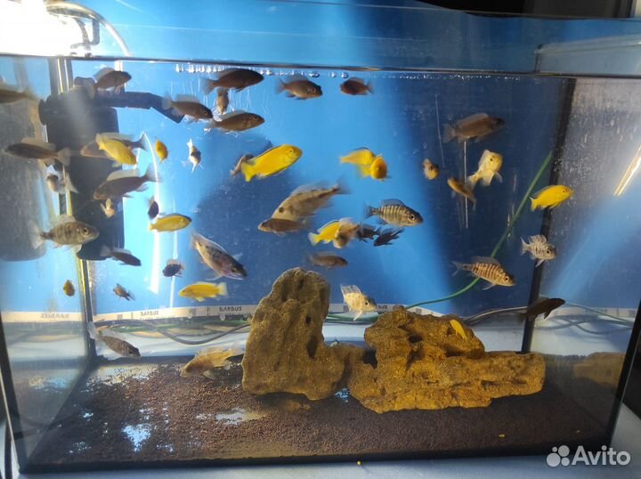 Малавийские цихлиды