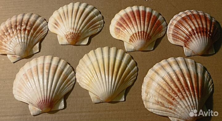 Гребешок Пиктен