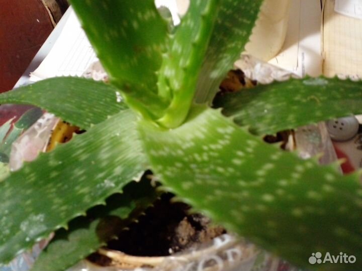 Комнатные цветы алоэ.алоэ вера
