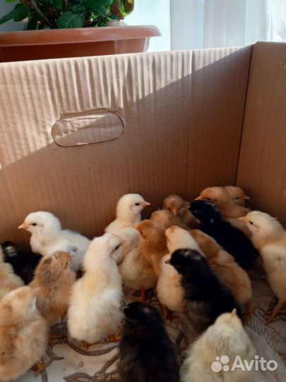 Цыплята несушки