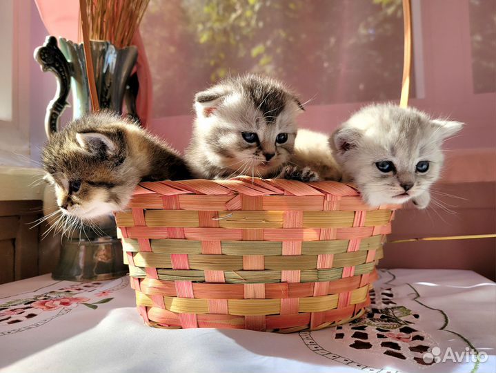 Шотландские котята