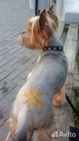 Стрижка собак и кошек. Ультразвуковая чистка зубов