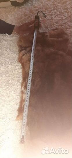 Шкуры сурка