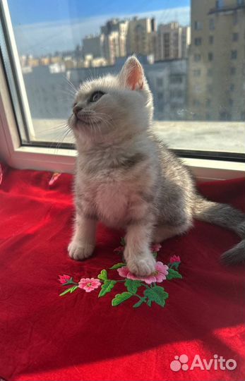 Плюшевые принцессы