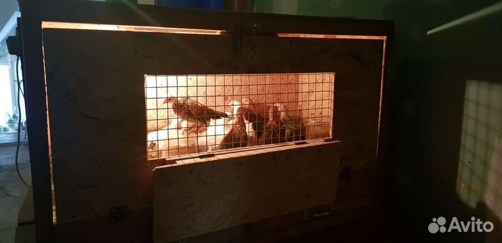 Вольеры, брудеры, клетки, инкубаторы