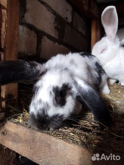 Обмен.Вьетнамские свиньи,кролики,петухи