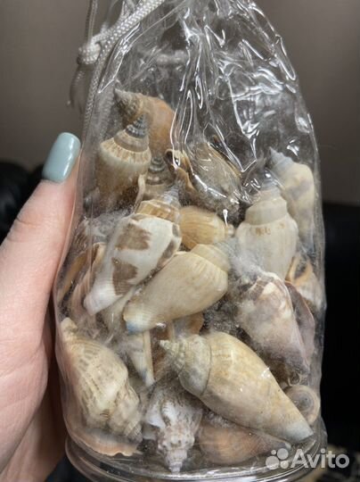 Ракушки для аквариума и подделок