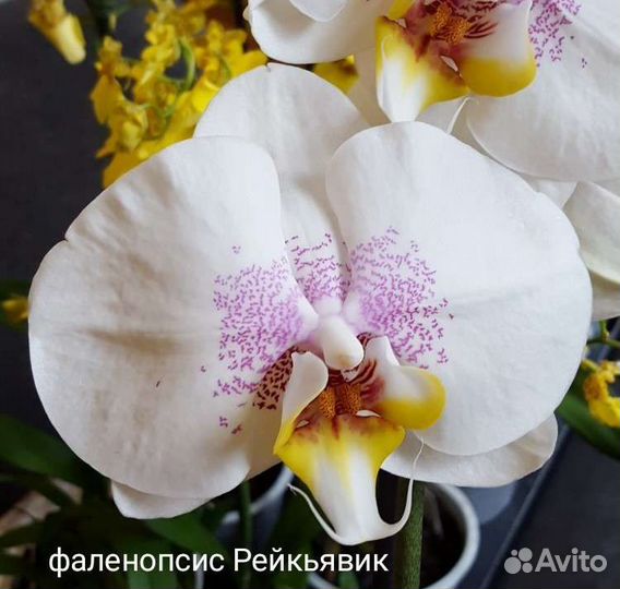 Орхидея фаленопсис