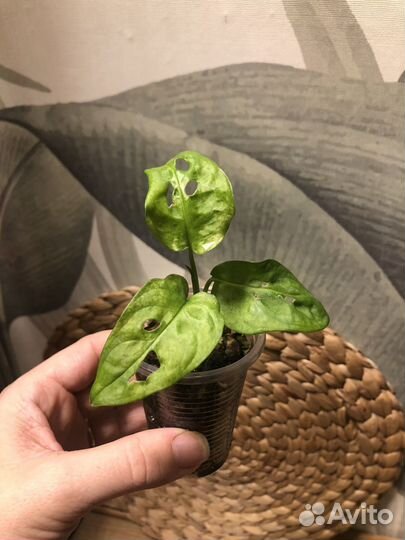 Монстера акумината, адансони