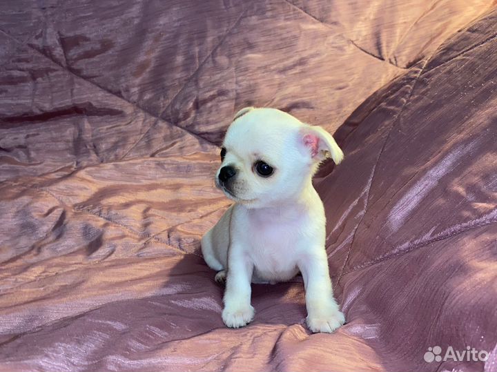 Мальчик чихуахуа