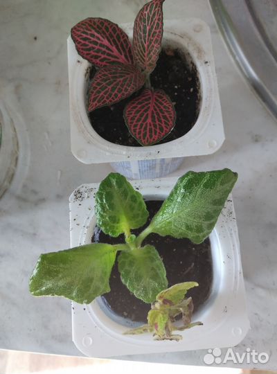 Мини садик из секулентов