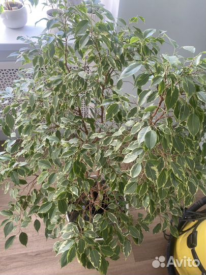 Фикус бенджамина