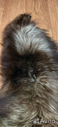 Меховой воротник лиса