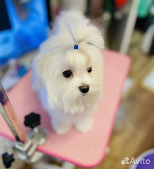 Мальтийская болонка мини