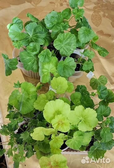 Пеларгонии сортовые (герань)