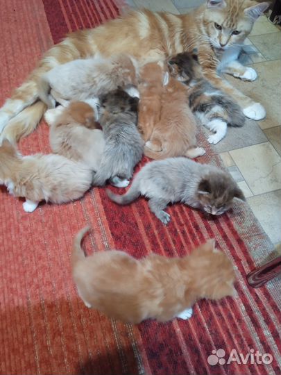 Котята породы мейнкун