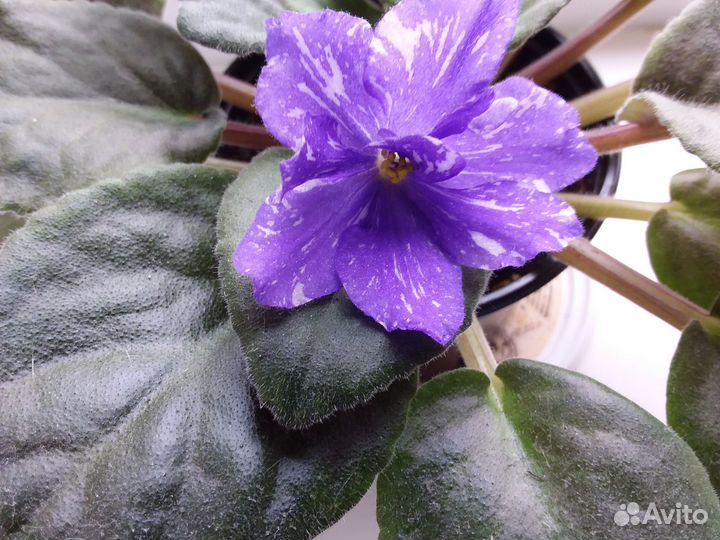 Сортовые фиалки,детки