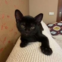 zara черная - Купить недорого кошку или котёнка 🐈 во всех ...