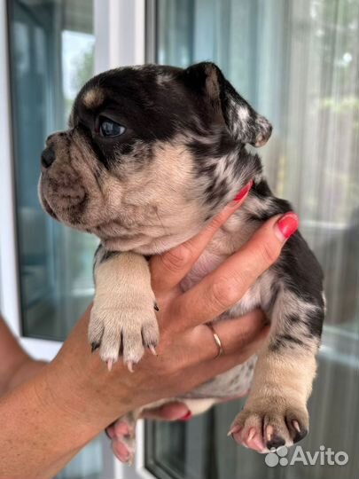 Французский бульдог